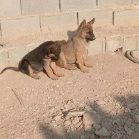 واگذاری سگ ژرمن|سگ|کرج, کمال‌شهر|دیوار