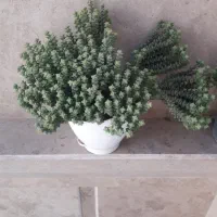 گل زیبا|گل و گیاه طبیعی|آذرشهر, |دیوار