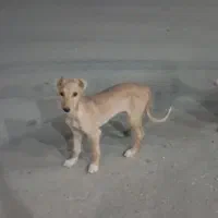 توله تازی گم شده