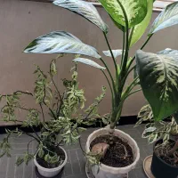 گلیم فرش دو عدد گلدان|گلیم، جاجیم، گبه|بوکان, |دیوار