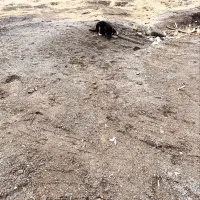 سگ ژرمن شولاین نر|سگ|رزن, |دیوار