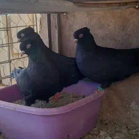 کبوتر زاغ ابادانی و کاشانی وتهرانی و موشی