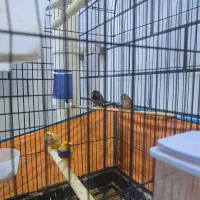 فنچ|پرنده|اهواز, ۳۰ متری|دیوار