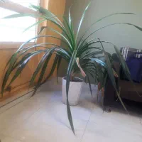 گل پاندانونس