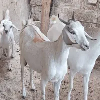 بز.|حیوانات مزرعه|میناب, |دیوار