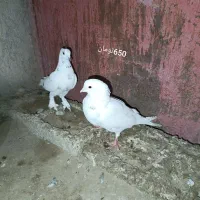 کبوتر پاکستانی|پرنده|بمپور, |دیوار