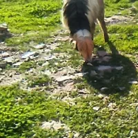 میش کره حامله