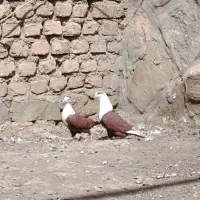 کفتر کلاغ کربلایی|پرنده|گلمکان, |دیوار