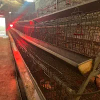 قفس منبری مرغ تخمگذار|لوازم جانبی حیوانات|ری, فیروزآباد|دیوار