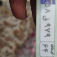 پلاک خودرو مفقود شده 58ق979 ایران 64