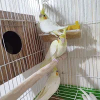 عروس هلندی مولد با جوجه|پرنده|نجفآباد, گلدشت|دیوار