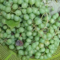آبغوره تازه وترش