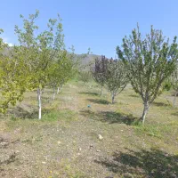 باغ|فروش زمین و ملک کلنگی|دینور, |دیوار