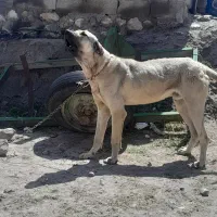سگ سرابی