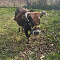 گاو فروشی.چهار ماهه حامله