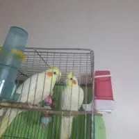 عروس هلندی نروماده جفت هستن.