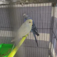 مرغ عشق قفس معاوضه با عروس هلندی