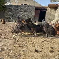 مرغ|حیوانات مزرعه|شیروان (خراسان), |دیوار