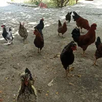 خروس  و مرغ محلی|حیوانات مزرعه|ملکآباد, |دیوار