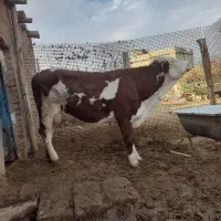 گاو‌گوساله‌‌سیمینتال|حیوانات مزرعه|قیدار, |دیوار