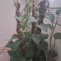 پتوس|گل و گیاه طبیعی|پاکدشت, پاکدشت (مامازند)|دیوار