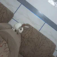 خرگوش خانگی