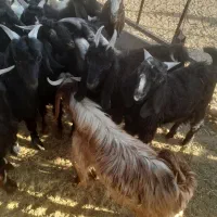 کهره نرچاق تخت پرواری|حیوانات مزرعه|مرودشت, ده بید|دیوار