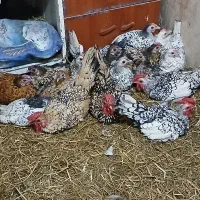 مرغ وخروس مینیاتوری