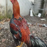 خروس لاری|حیوانات مزرعه|کلاچای, |دیوار