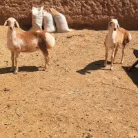 بره چینی