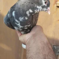 خوشرنگ قهوه ای ماده|پرنده|برازجان, |دیوار