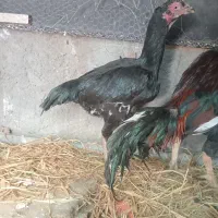 مرغ خروس|حیوانات مزرعه|سراوان, |دیوار