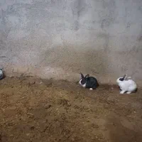 خرگوش|موش و خرگوش|قوچان, |دیوار