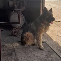 سگ ژرمن شپرد اصل