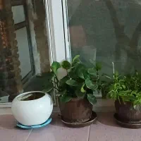 گل طبیعی با گلدان حراج دونه ای 90تومن|گل و گیاه طبیعی|سلماس, |دیوار