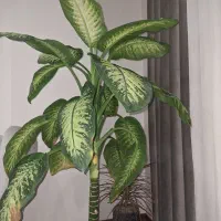 گل دیفن باخیا بزرگ