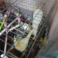 دوعددعروس هلندی لوتینو