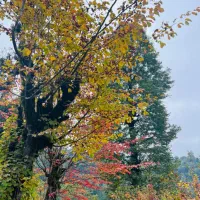 اجاره-مغازه-خیابان-وکلا