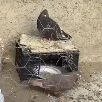 کبوتر پرشی پشت دار و سرور هفت رنگ واتیشی و طوقی|پرنده|ایرانشهر, |دیوار