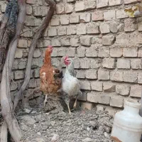 مرغ