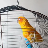 طوطی کانور خورشیدی