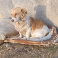 واگذاری سگ نژاد اشپیتز( رایگان )