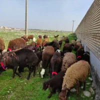 میش و بره افشاری