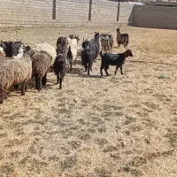 فروش بز، میش،کهره ،بره|حیوانات مزرعه|یاسوج, |دیوار