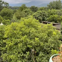 ویلای با چشم انداز جنگل و دریا|اجارهٔ کوتاهمدت ویلا و باغ|گرگان, |دیوار