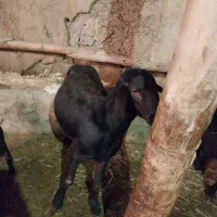 قوچ|حیوانات مزرعه|ماهنشان, |دیوار