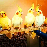 طوطی های بامزه زینتی راهب و غیره|پرنده|تهران, جیحون|دیوار