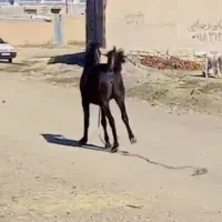 اسب مادیان|اسب و تجهیزات اسب‌سواری|سنندج, |دیوار