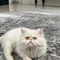 گربه نر و ماده|گربه|ساری, |دیوار