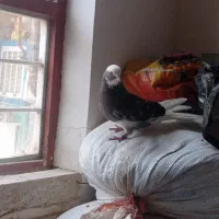 اگهی رو چک کن